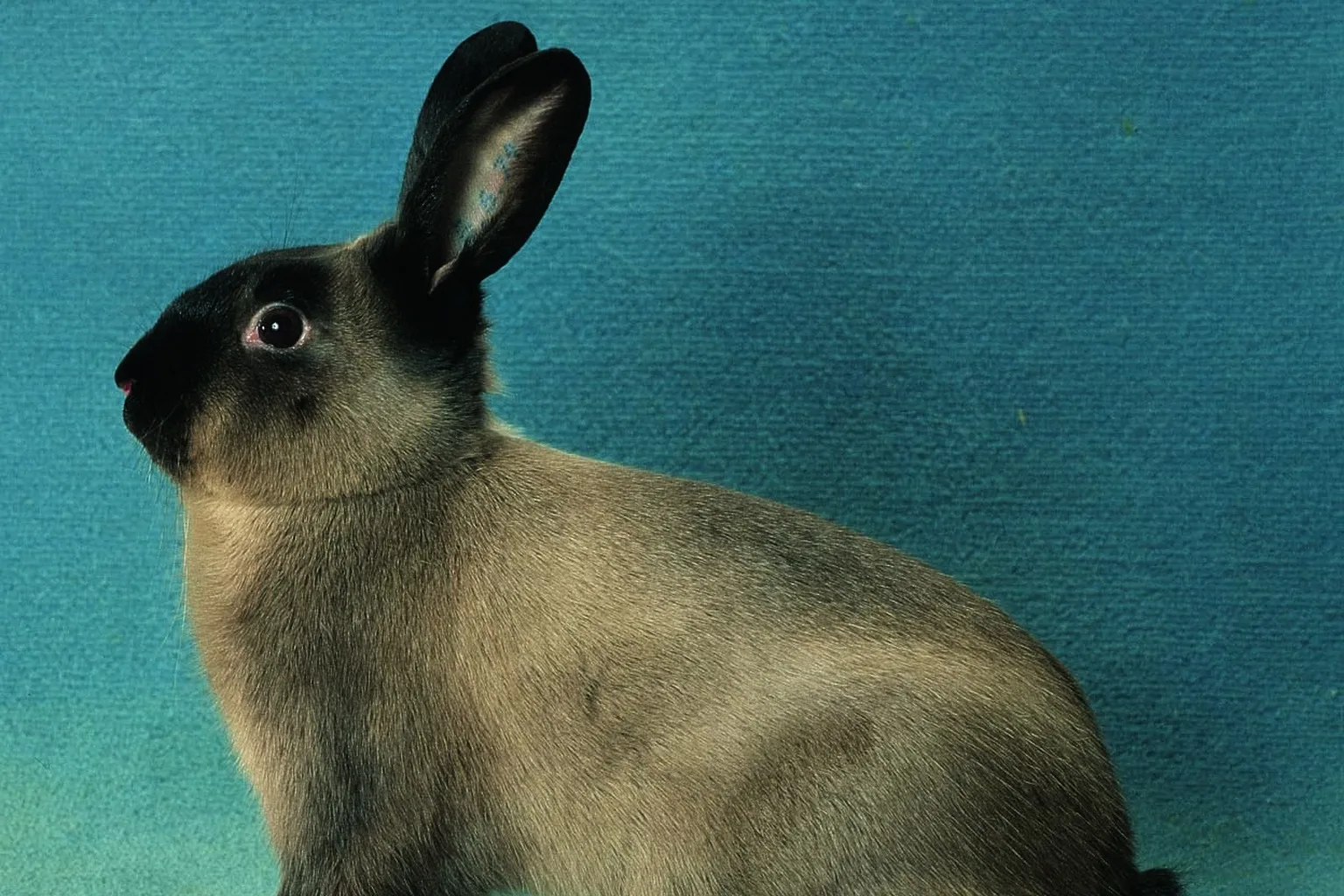 American Sable Rabbit: Breed Profile, Temperament, and Care featured image.