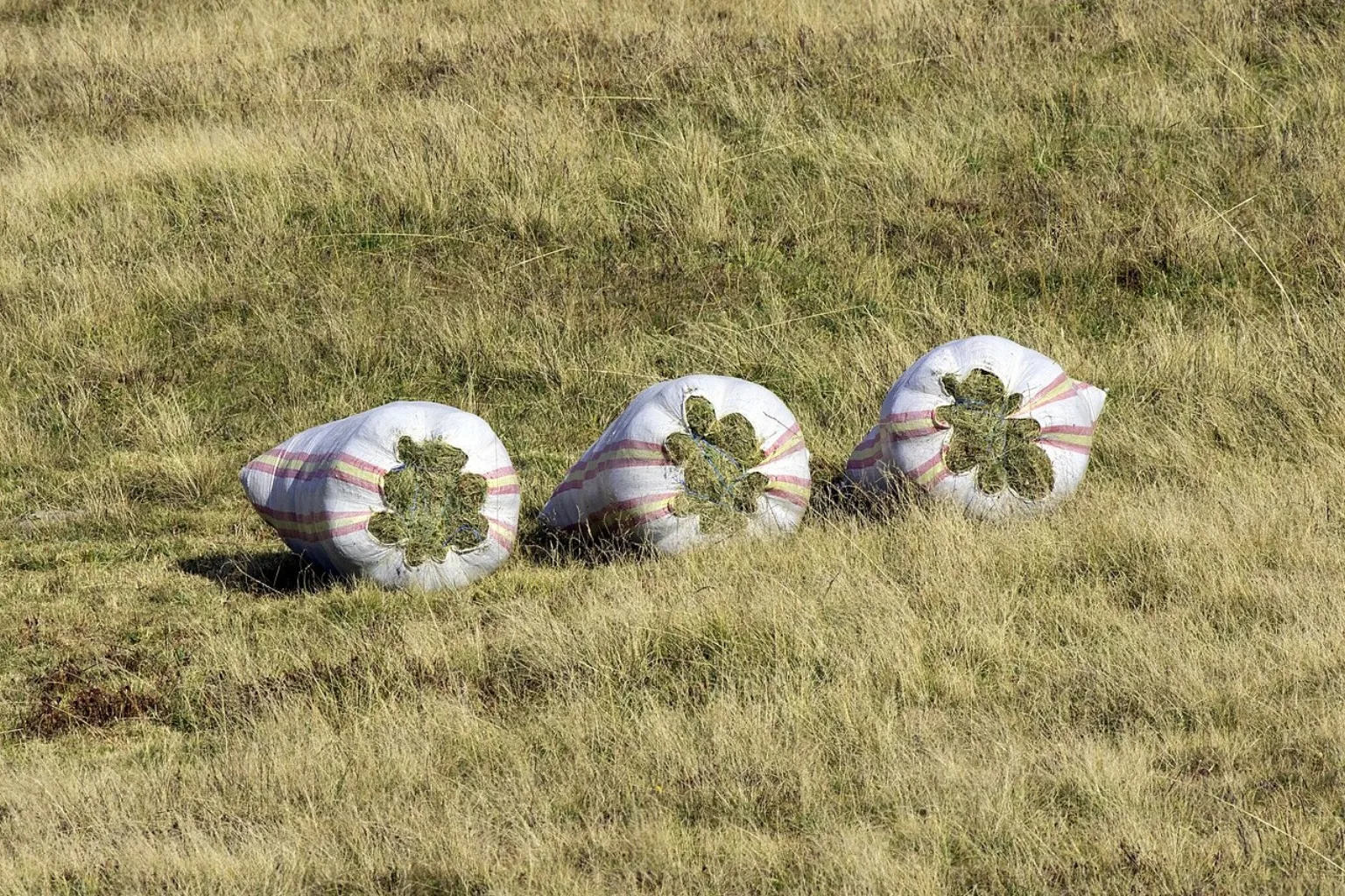 Round grass hay bales resting in a green field