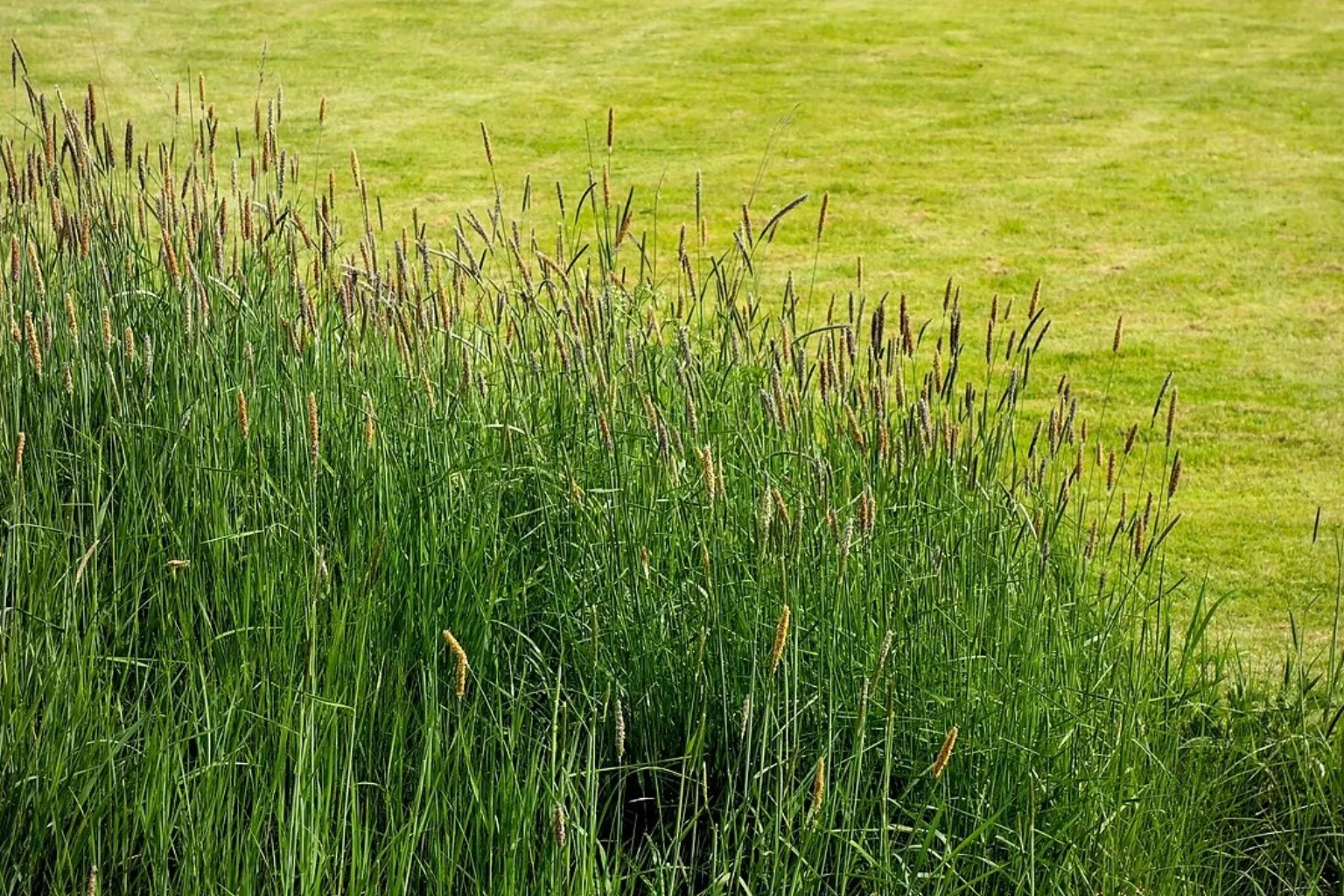Timothy grass in bloom, the seed heads that give timothy hay its texture