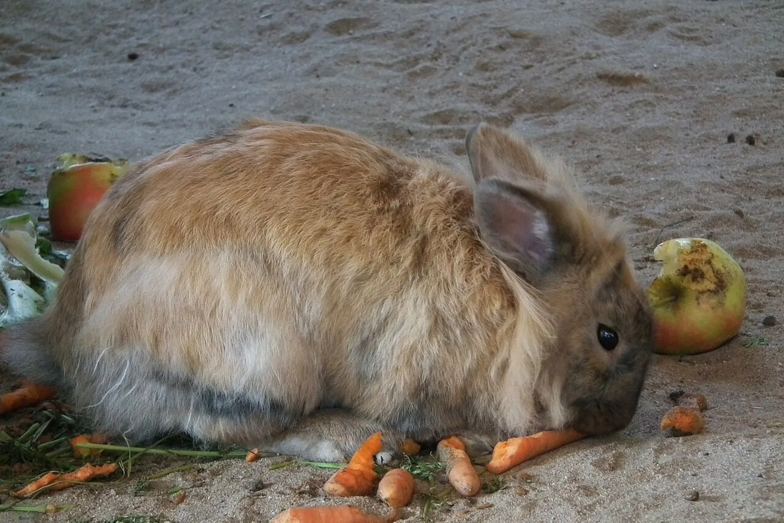 A rabbit nibbling pieces of carrot as a healthy training treat