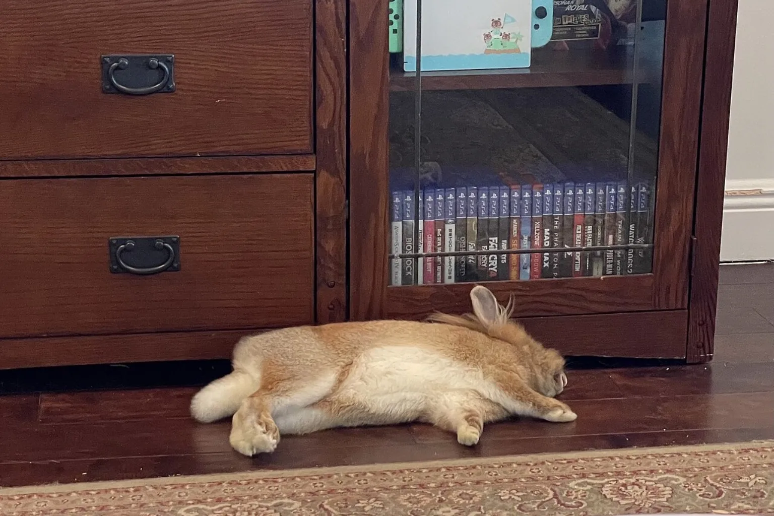 A fawn rabbit flopped flat on a wooden floor by low furniture, back legs stretched out