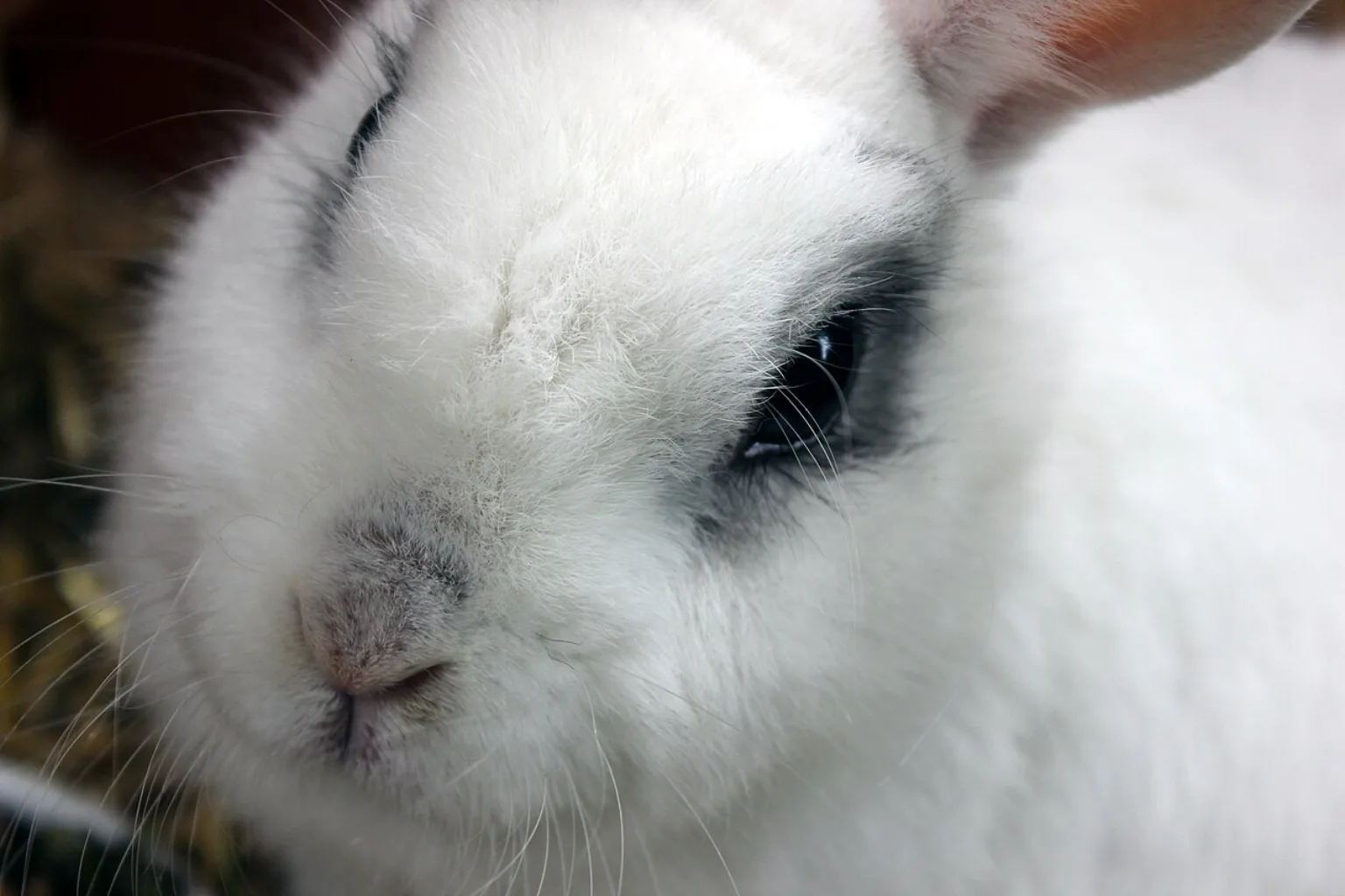 Can Rabbits Eat Persimmons? Ripe Fruit Only, Portions, and Tannins featured image.