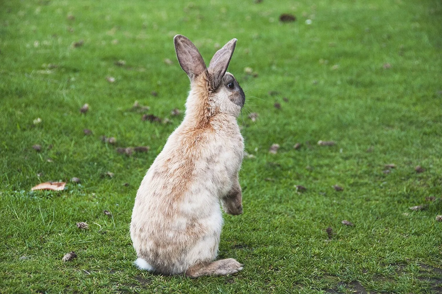 Can Rabbits Eat Spinach? Oxalates, Portions, and How Often featured image.