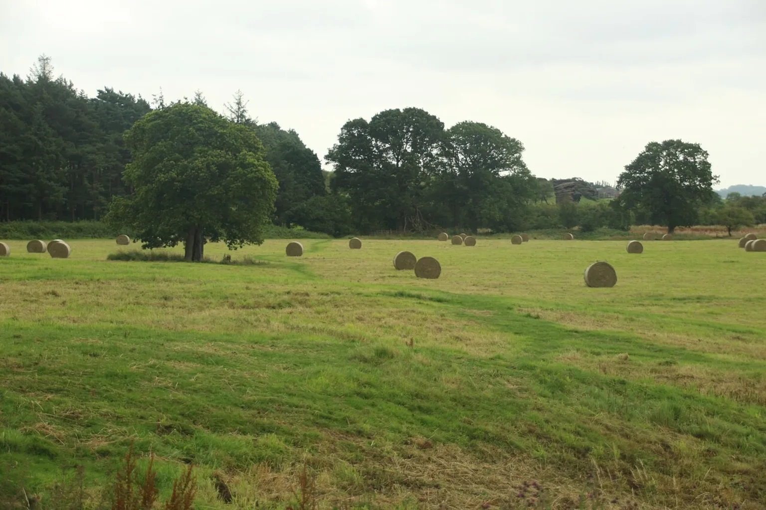 Hay bales in a grass field at the edge of a village
