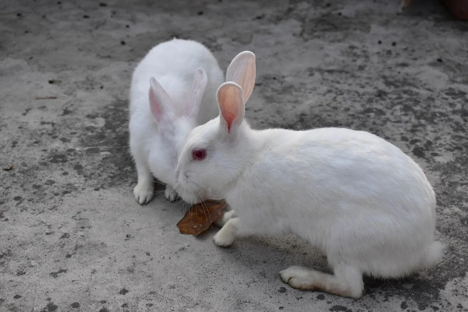 Two white rabbits eating their food at feeding time