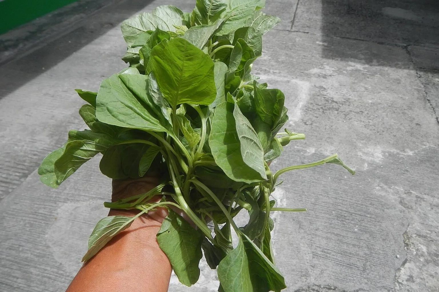 A hand holding a fresh bunch of leafy greens outdoors