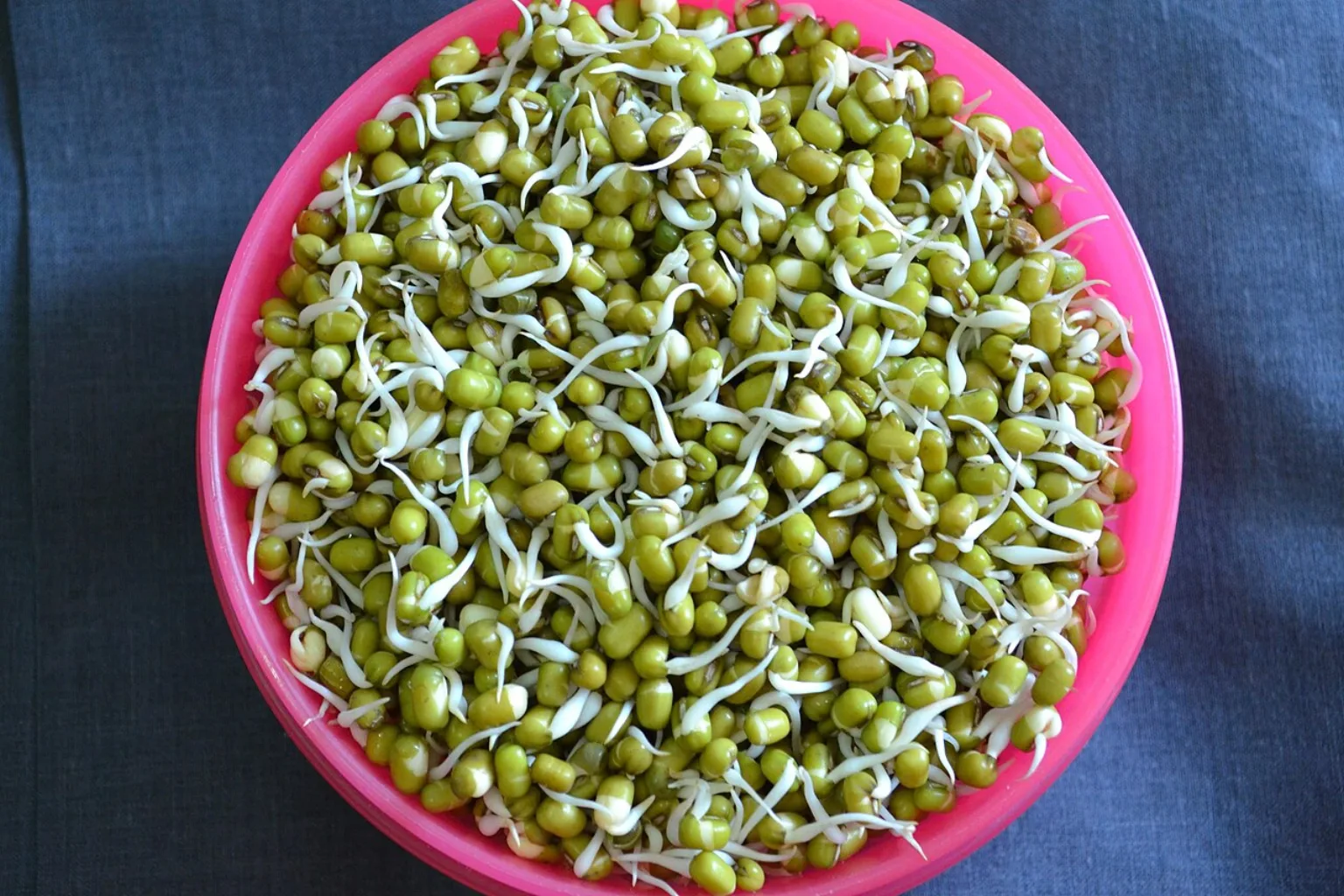 Fresh mung bean sprouts piled in a small bowl