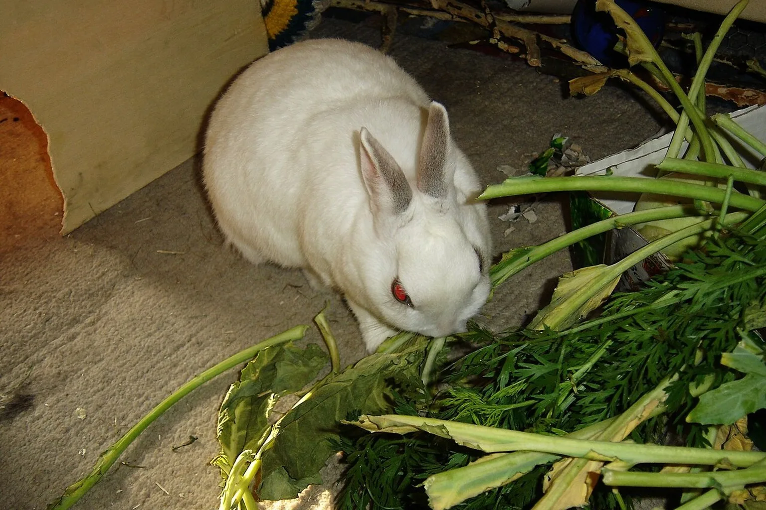A white rabbit eating a pile of fresh green vegetables in a wooden enclosure