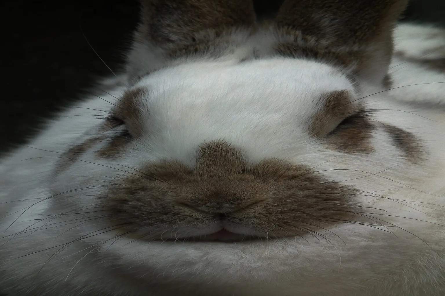 Do Rabbits Like to Watch TV? What a Rabbit Sees and Hears featured image.
