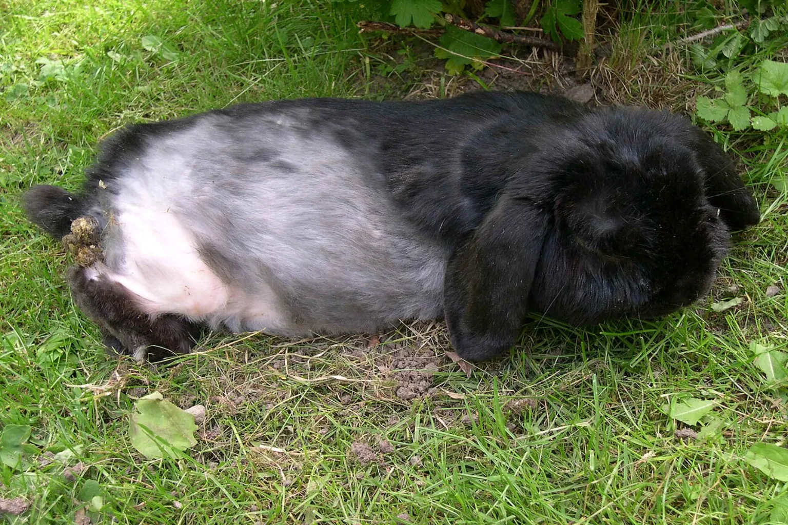 How Long Do Rabbits Live? Lifespan Data, Factors, and Breed Effects featured image.