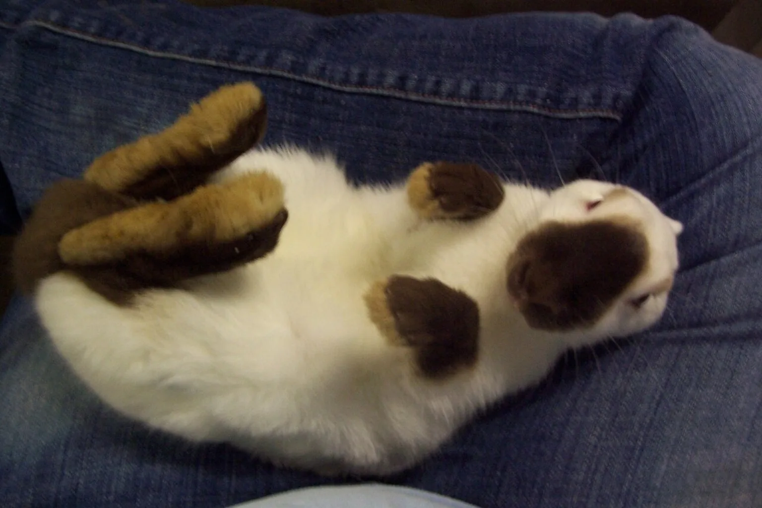 How to Calm a Stressed Rabbit: Cars, Vets, and Loud Noises featured image.