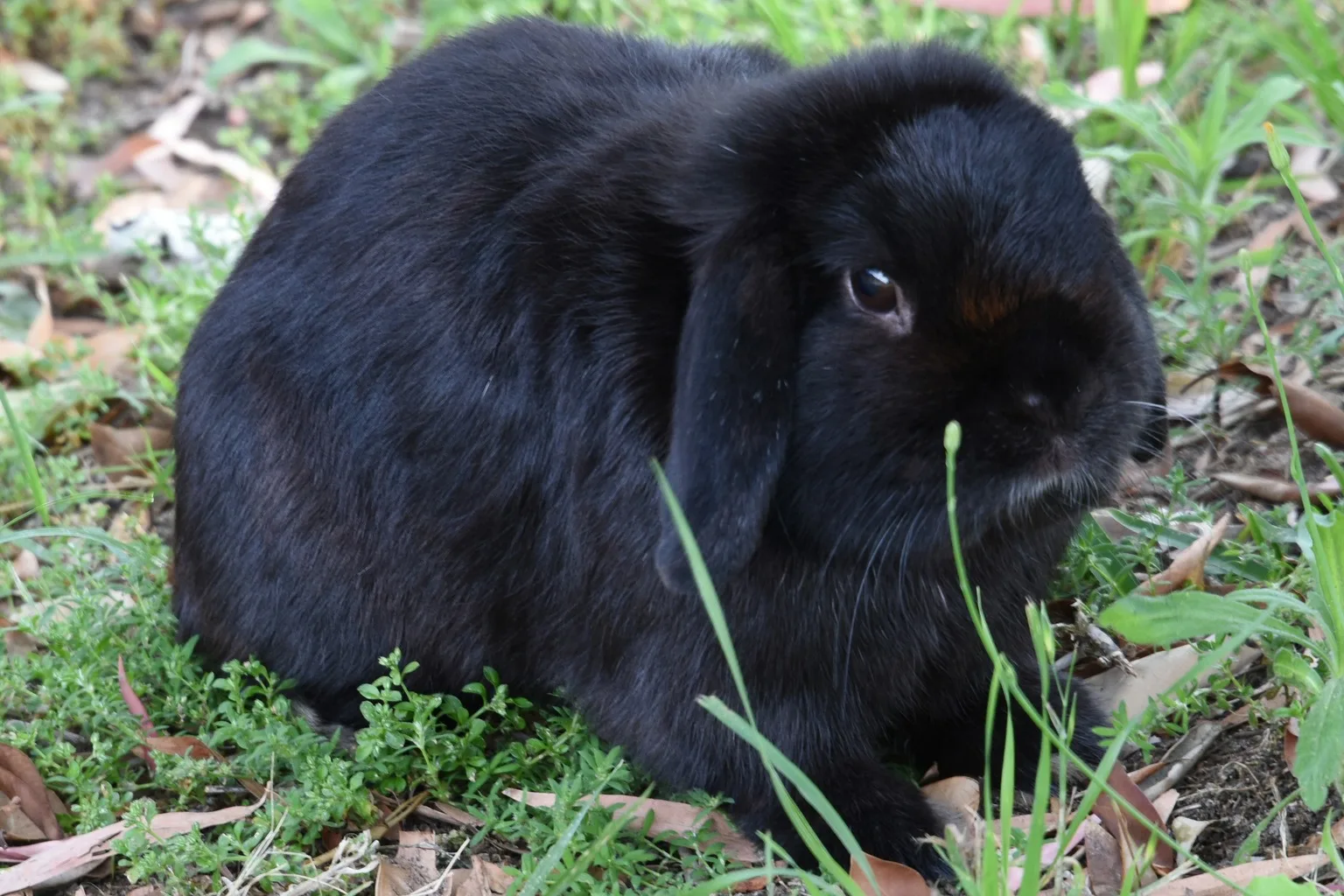 A black lop-eared rabbit resting on the ground with one ear drooping beside its face.