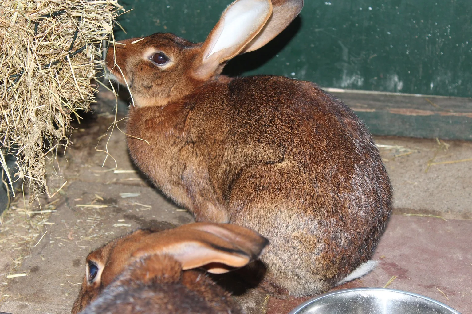 A brown rabbit pulling hay from a wire rack, the food that wears its teeth down.