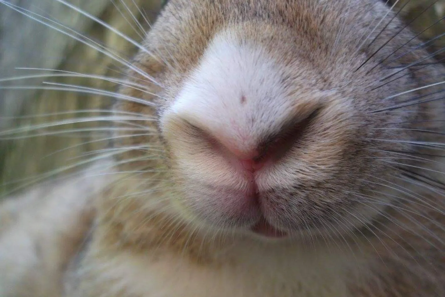 Close-up of a rabbit's face and nose