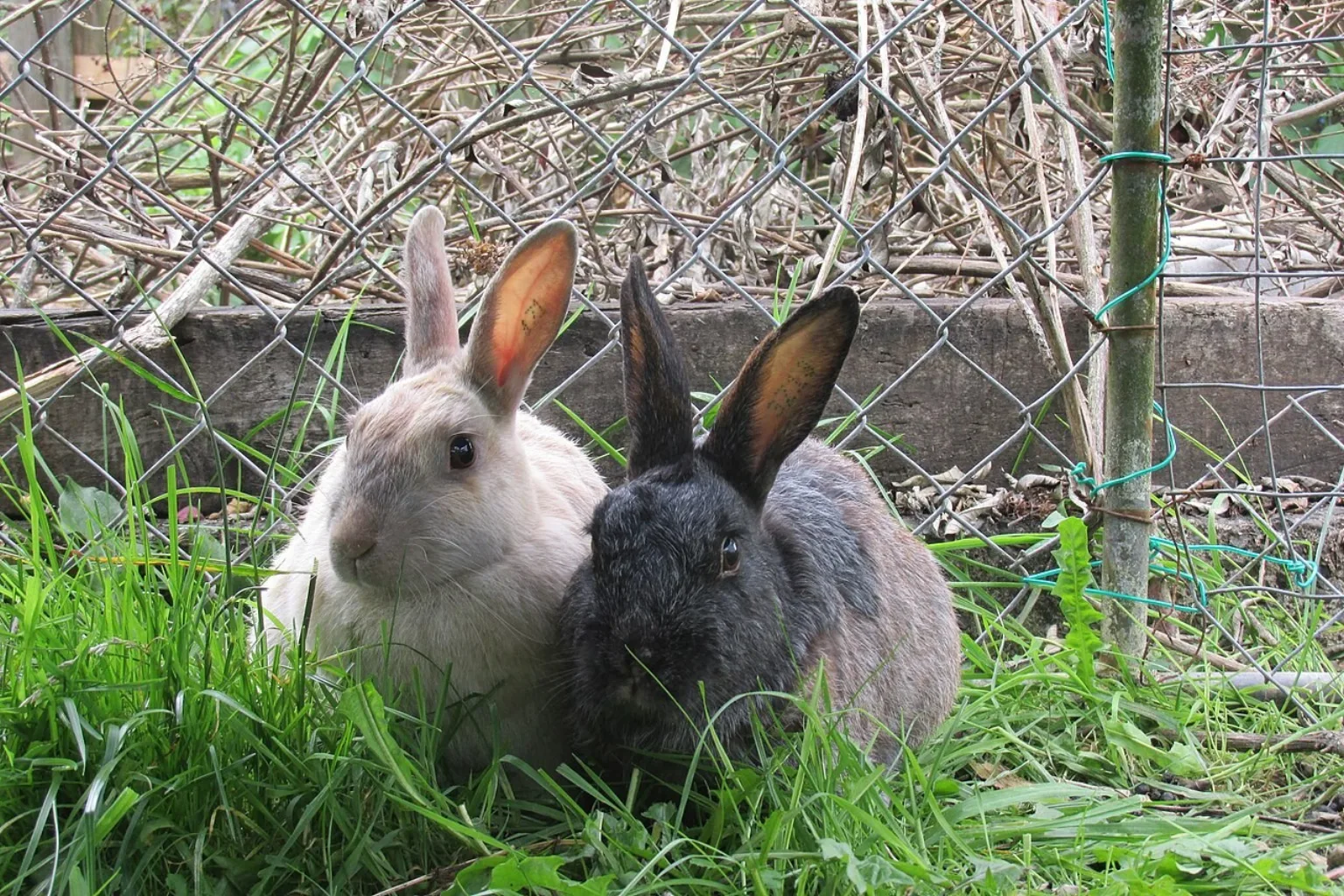Two rabbits sitting close together in the grass