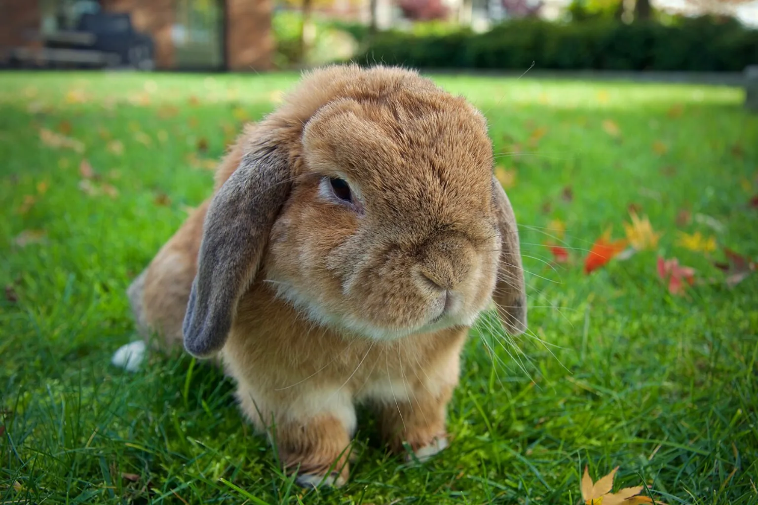 A brown Holland Lop rabbit with dropped ears on grass