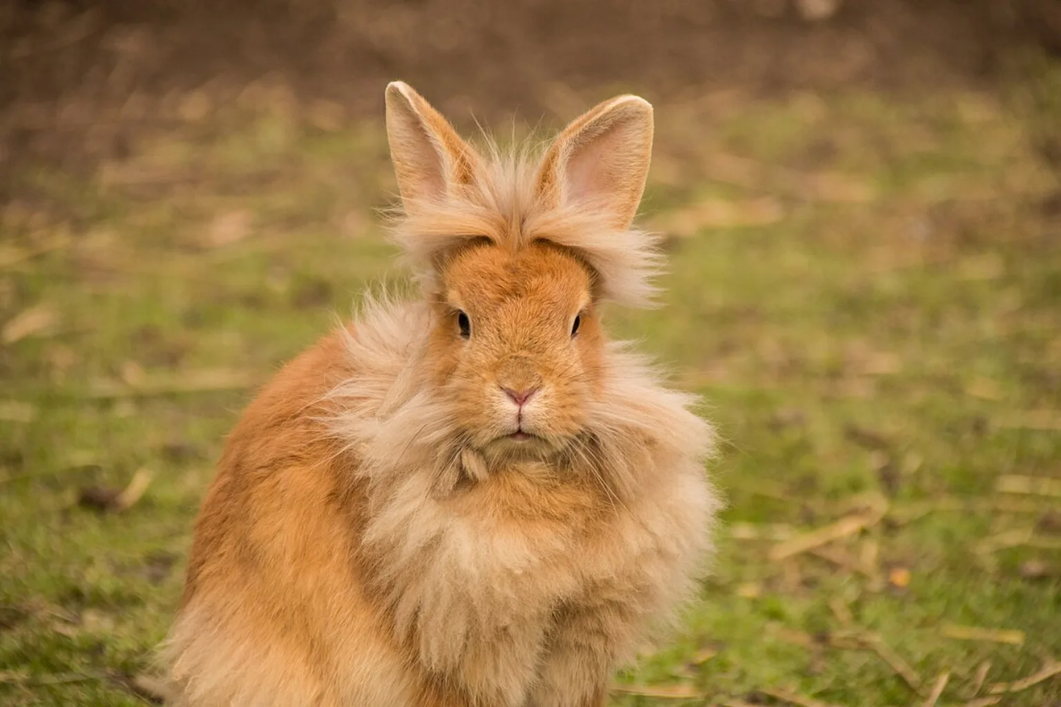 A ginger lionhead rabbit with a full mane sitting on grass