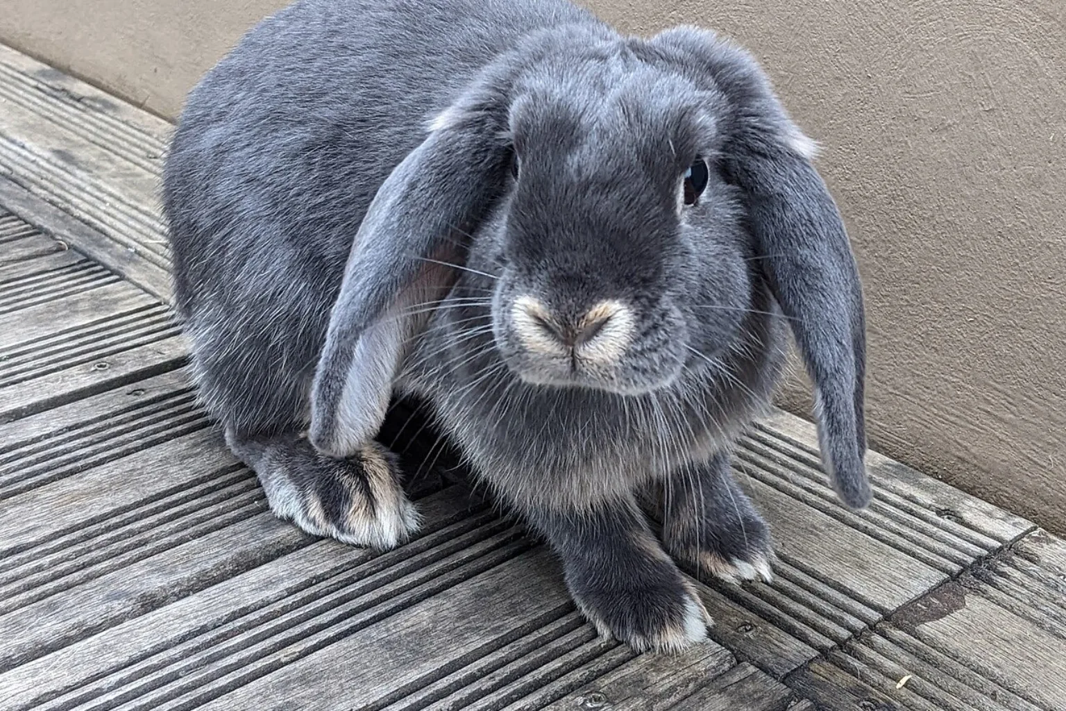A grey mini lop rabbit sitting upright with its ears down