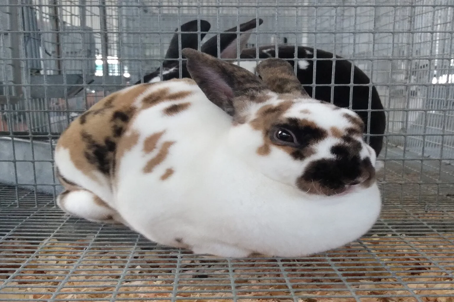 A calico rex rabbit with dense plush fur