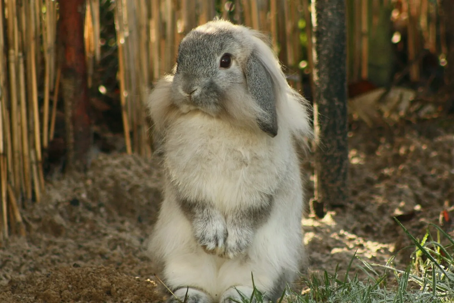 A fawn lop-eared dwarf rabbit sitting alert among plants
