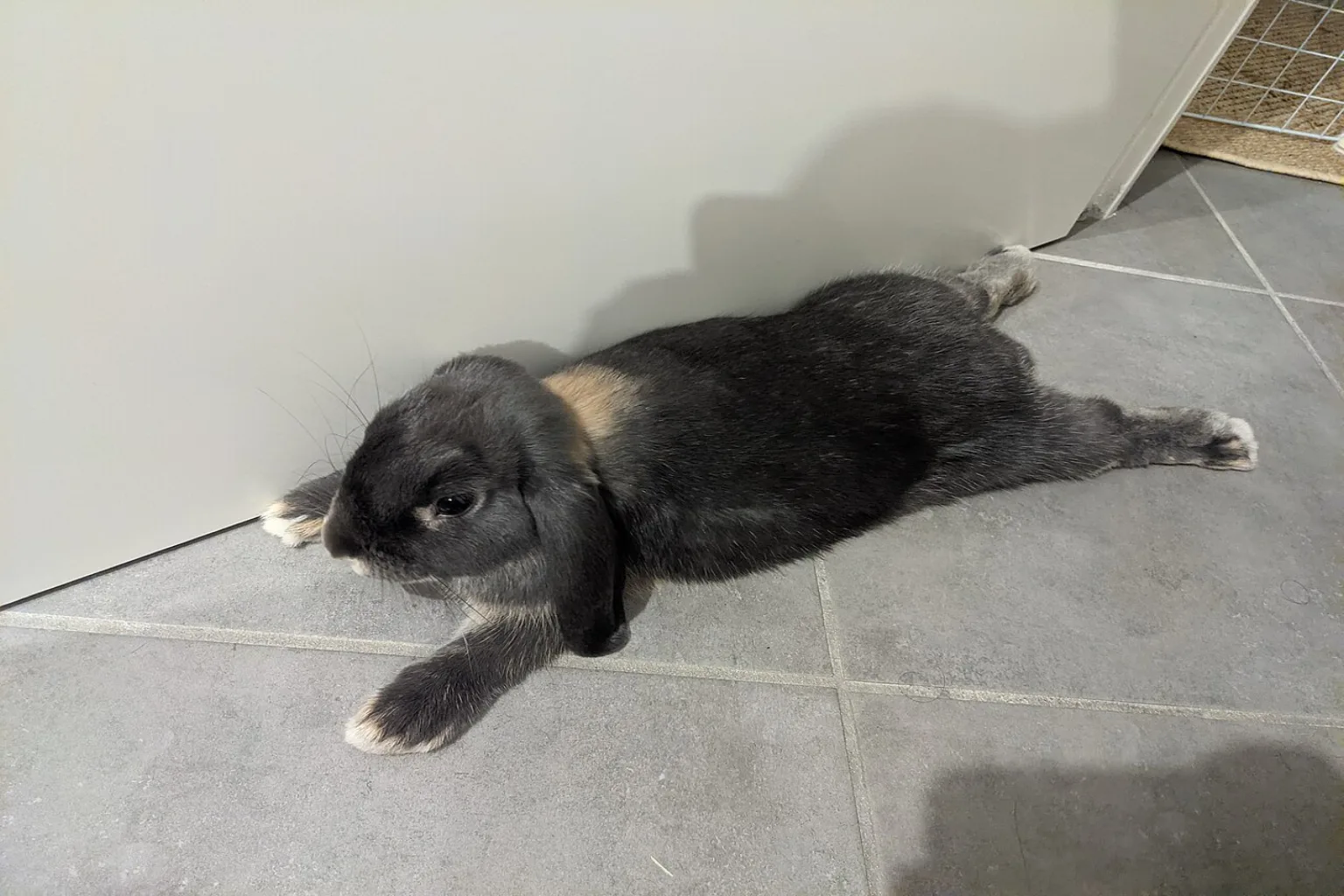 A black mini lop rabbit lying stretched out flat on a tile floor