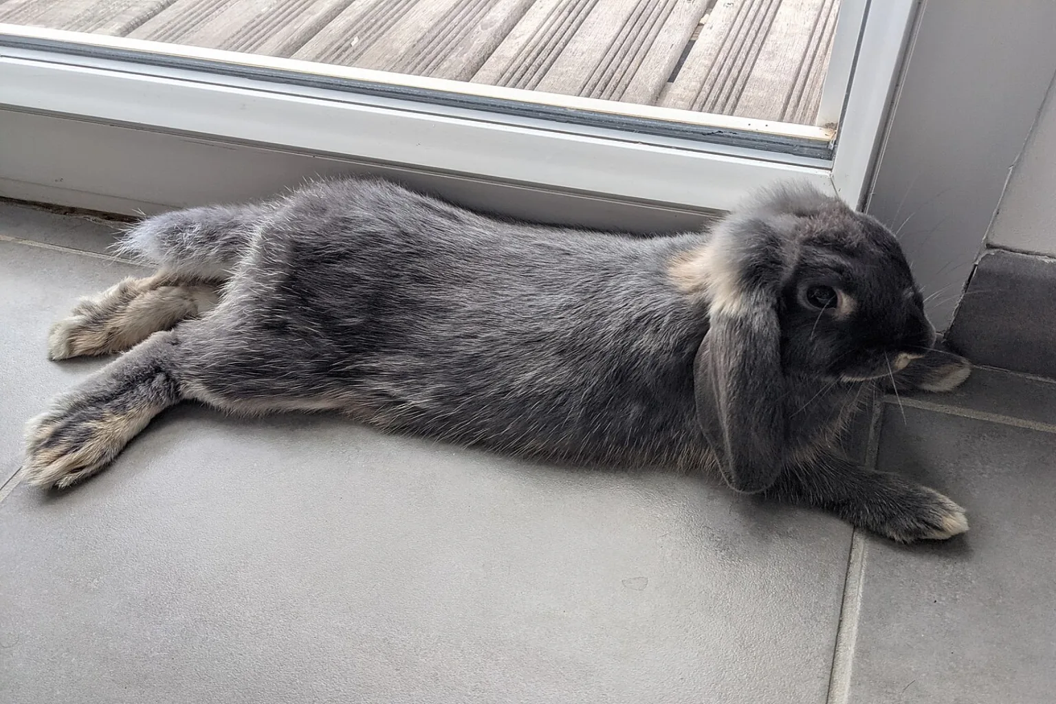A grey mini lop rabbit in a compact loaf position with legs tucked under
