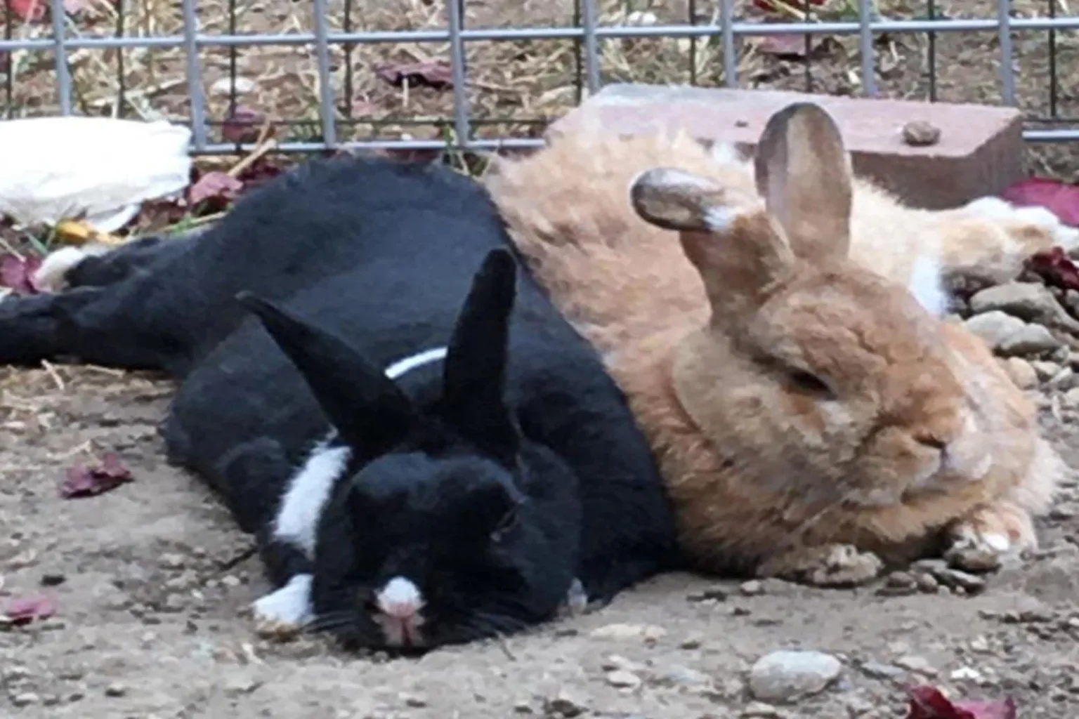 Two bonded rabbits resting side by side outdoors
