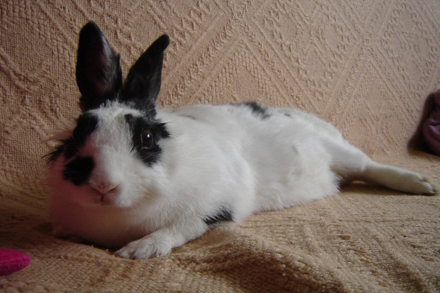 A black and white rabbit lying fully stretched out on a carpet