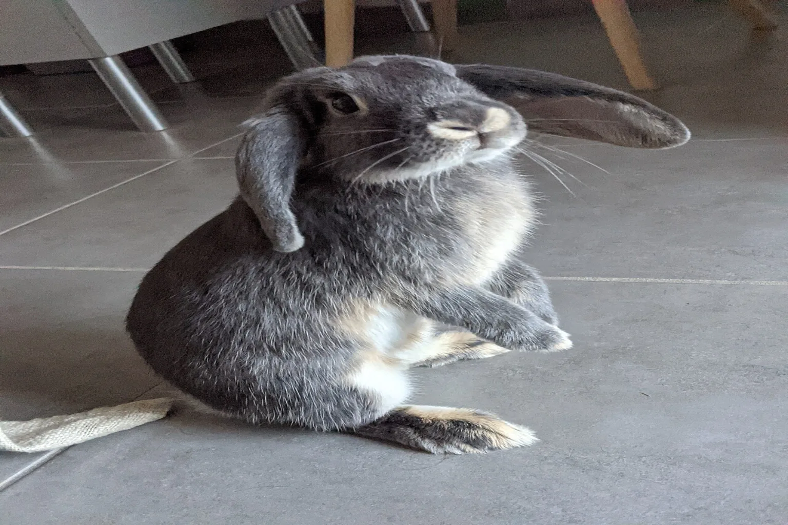A grey mini lop rabbit standing upright on its hind legs