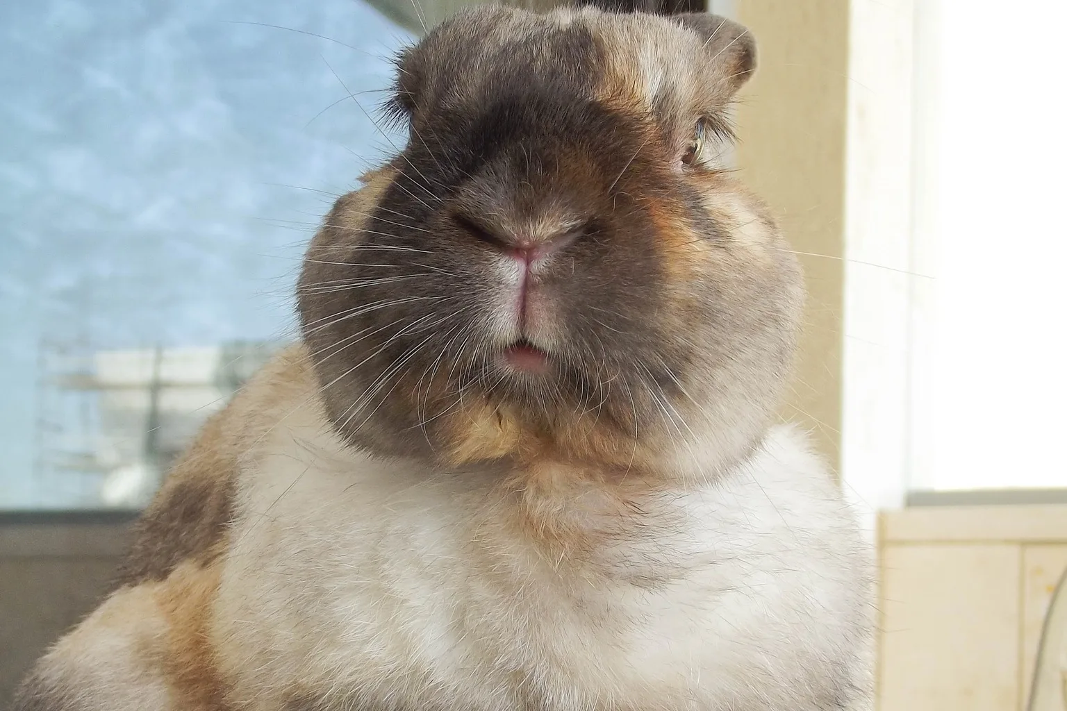 A rabbit with sepia shading over the head and back fading to a pale chest.
