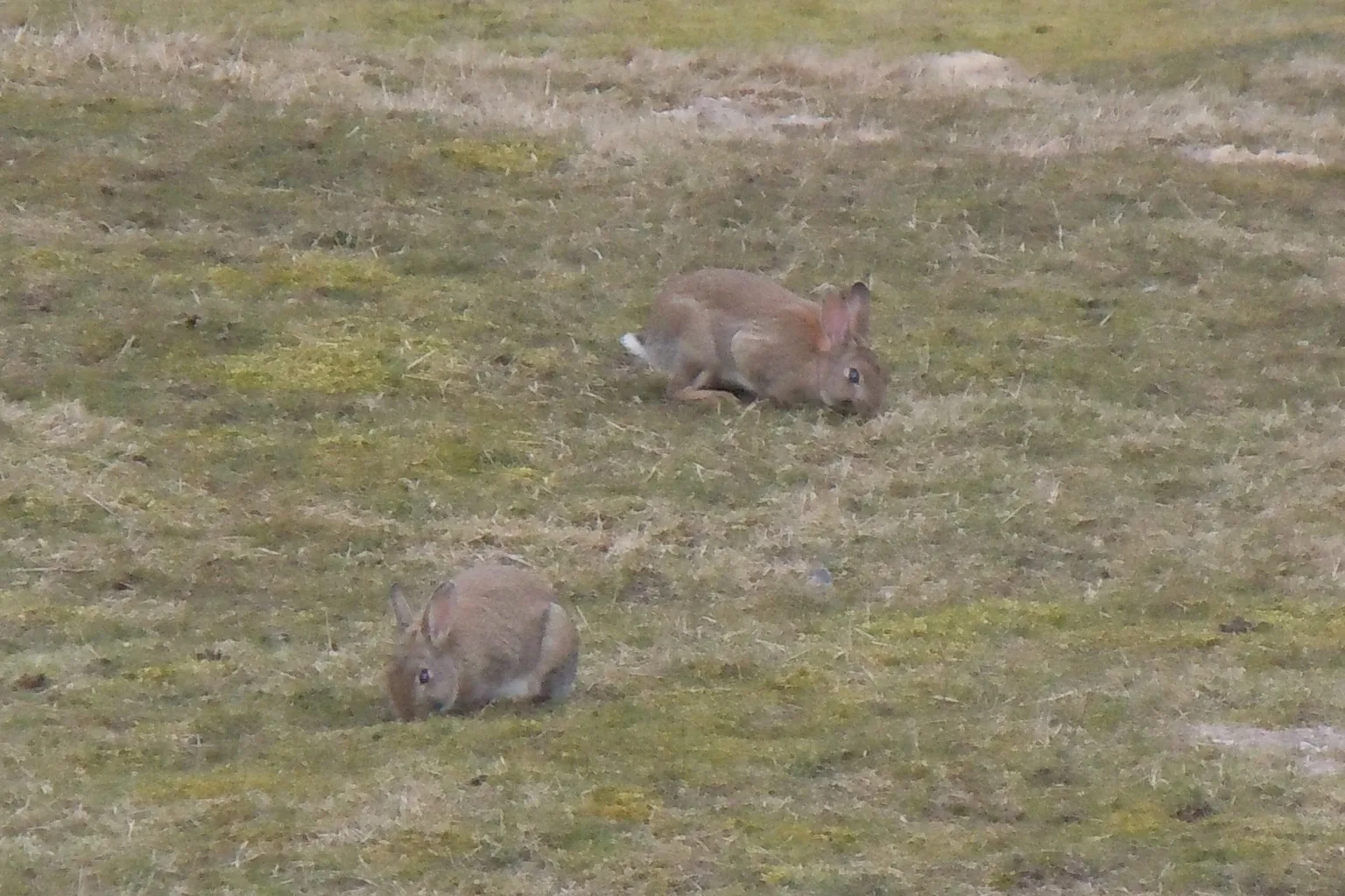 Two rabbits grazing and resting on open grassy ground.